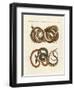 Fine-Lined Colubrids-null-Framed Giclee Print