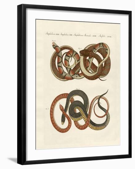 Fine-Lined Colubrids-null-Framed Giclee Print