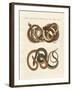 Fine-Lined Colubrids-null-Framed Giclee Print