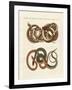 Fine-Lined Colubrids-null-Framed Giclee Print