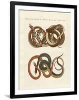 Fine-Lined Colubrids-null-Framed Giclee Print