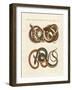 Fine-Lined Colubrids-null-Framed Giclee Print