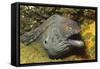 Fine-Spotted Moray Eel-Hal Beral-Framed Stretched Canvas