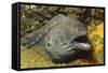 Fine-Spotted Moray Eel-Hal Beral-Framed Stretched Canvas