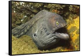 Fine-Spotted Moray Eel-Hal Beral-Framed Stretched Canvas