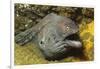 Fine-Spotted Moray Eel-Hal Beral-Framed Photographic Print