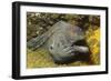 Fine-Spotted Moray Eel-Hal Beral-Framed Photographic Print