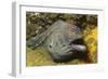 Fine-Spotted Moray Eel-Hal Beral-Framed Photographic Print