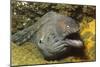 Fine-Spotted Moray Eel-Hal Beral-Mounted Photographic Print
