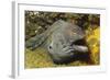 Fine-Spotted Moray Eel-Hal Beral-Framed Photographic Print