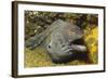 Fine-Spotted Moray Eel-Hal Beral-Framed Photographic Print