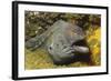 Fine-Spotted Moray Eel-Hal Beral-Framed Photographic Print