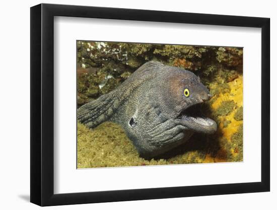 Fine-Spotted Moray Eel-Hal Beral-Framed Photographic Print