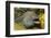 Fine-Spotted Moray Eel-Hal Beral-Framed Photographic Print
