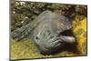 Fine-Spotted Moray Eel-Hal Beral-Mounted Photographic Print