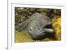 Fine-Spotted Moray Eel-Hal Beral-Framed Photographic Print