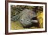 Fine-Spotted Moray Eel-Hal Beral-Framed Photographic Print