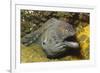 Fine-Spotted Moray Eel-Hal Beral-Framed Photographic Print