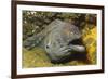 Fine-Spotted Moray Eel-Hal Beral-Framed Photographic Print