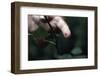 Finger Pricked by Thorn-null-Framed Photographic Print