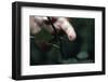 Finger Pricked by Thorn-null-Framed Photographic Print