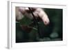 Finger Pricked by Thorn-null-Framed Photographic Print