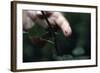 Finger Pricked by Thorn-null-Framed Photographic Print