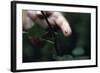 Finger Pricked by Thorn-null-Framed Photographic Print