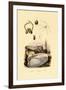 Finger Shell, 1833-39-null-Framed Giclee Print