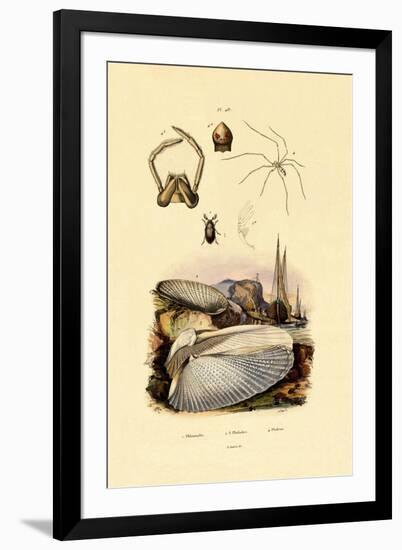 Finger Shell, 1833-39-null-Framed Giclee Print