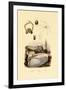 Finger Shell, 1833-39-null-Framed Giclee Print