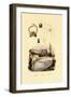 Finger Shell, 1833-39-null-Framed Giclee Print