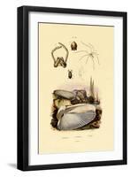 Finger Shell, 1833-39-null-Framed Giclee Print