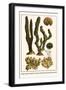 Finger Sponge, Staghorn Sponge, Breadcrumb Sponge, Hornwrack-Albertus Seba-Framed Art Print