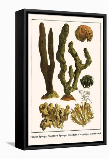 Finger Sponge, Staghorn Sponge, Breadcrumb Sponge, Hornwrack-Albertus Seba-Framed Stretched Canvas