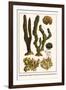 Finger Sponge, Staghorn Sponge, Breadcrumb Sponge, Hornwrack-Albertus Seba-Framed Art Print