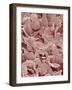 Fingernail-Micro Discovery-Framed Photographic Print