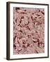 Fingernail-Micro Discovery-Framed Photographic Print