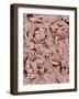 Fingernail-Micro Discovery-Framed Photographic Print