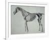 Finished Study for the Fifth Anatomical Table of a Horse-George Stubbs-Framed Giclee Print