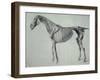 Finished Study for the Fifth Anatomical Table of a Horse-George Stubbs-Framed Giclee Print