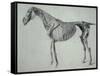 Finished Study for the Fifth Anatomical Table of a Horse-George Stubbs-Framed Stretched Canvas