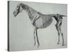 Finished Study for the Fifth Anatomical Table of a Horse-George Stubbs-Stretched Canvas