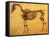 Finished Study for the First Skeletal Table of a Horse, circa 1766-George Stubbs-Framed Stretched Canvas