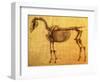 Finished Study for the First Skeletal Table of a Horse, circa 1766-George Stubbs-Framed Giclee Print