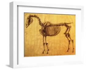 Finished Study for the First Skeletal Table of a Horse, circa 1766-George Stubbs-Framed Giclee Print