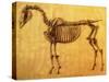 Finished Study for the First Skeletal Table of a Horse, circa 1766-George Stubbs-Stretched Canvas