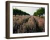 Finland, Forest Lake, Autumn-Thonig-Framed Photographic Print