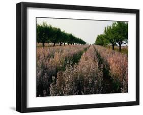 Finland, Forest Lake, Autumn-Thonig-Framed Photographic Print