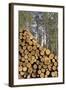 Finland Forest with Pile of Cut Tree Trunks-null-Framed Photographic Print